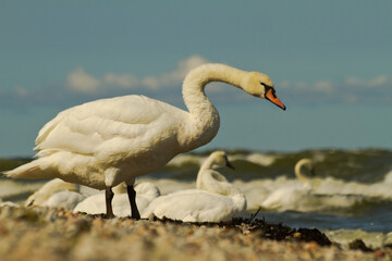 white swan on the shore