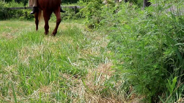 A woman rides a horse down a country fence line on a farm