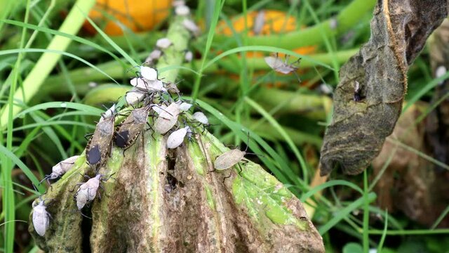 Adult and young squash bugs crawl on vines in a garden