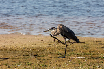 The young great blue heron on the shores of Lake Michigan 