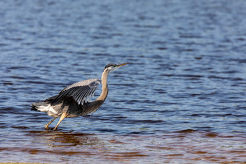 The young great blue heron on the shores of Lake Michigan 