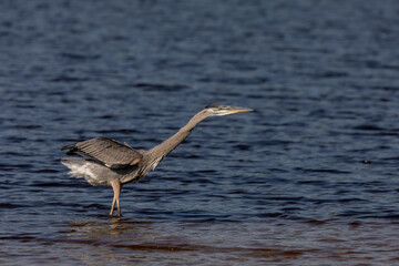 The young great blue heron on the shores of Lake Michigan 