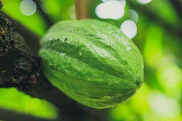 Cabosse de cacao verte