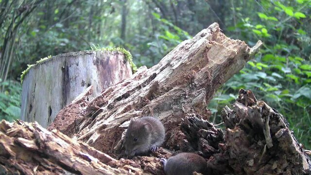 Erdmaus (Microtus Agrestis)