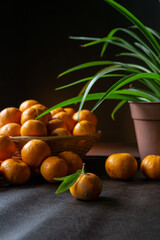 a tangerine in the foreground and more tangerines and oranges in a basket in the background.