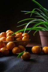 a tangerine in the foreground and more tangerines and oranges in a basket in the background.