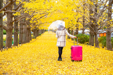 Asian woman tourist walking with pink luggage looking at beautiful yellow ginkgo leaves falling down during autumn in the city at public park. Japan outdoor travel vacation and season change concept