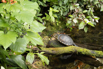 Tropical Turtle Life