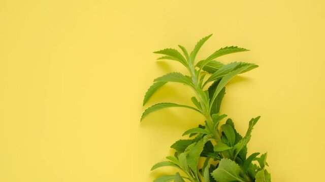 Stevia rebaudiana. stevia plant. Low Calorie Vegetable Sweetener. High quality 4k footage