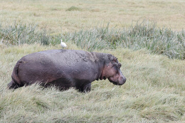 A hippo walks through the Savannah with a small passenger on its back.