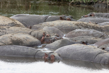 Hippos relaxing in a muddy pool of water in Ngorongoro Crater.
