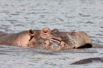Fototapeta premium Close-up of hippos relaxing in a lake in Ngorongoro crater.