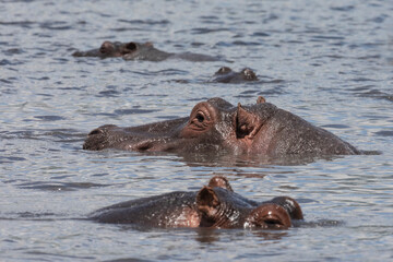 Fototapeta premium Hippos swimming in a lake in Ngorongoro crater.
