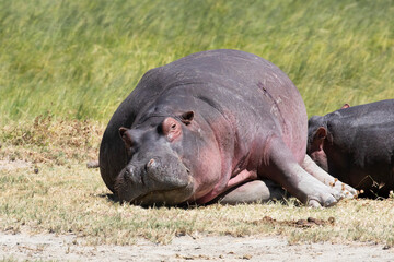 A hippo basking in the tropical sun.