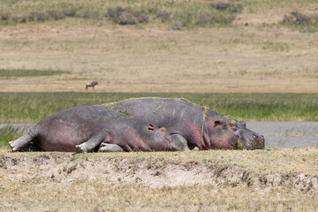 Mother and young hippo resting on a hot day in the Savannah.