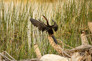 Anhinga in the Reeds