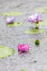 Fototapeta premium 여름 