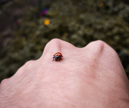 Mariquita en mi pu&ntilde;o