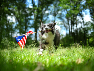 Happy border collie dog running and playing outside and carrying the US American flag. Patriotic...