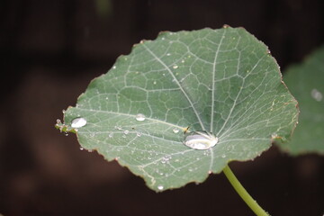 Water drop on Nasturtium leaf 