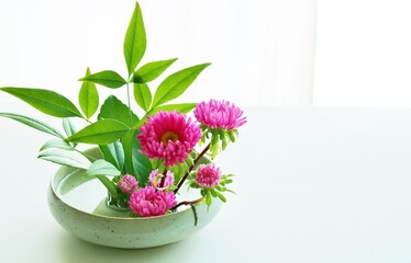 生け花　アスター　屋内