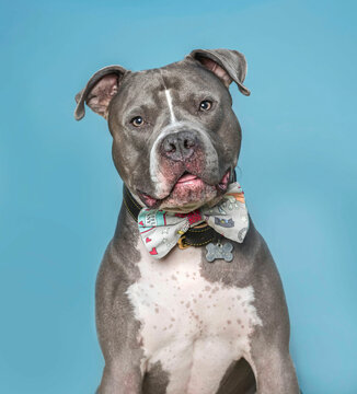 one gray pitbull dog wearing a bow tie looking to the camera by a blue background