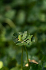 close up green frog on plant leaf in lake pond nature lillies 