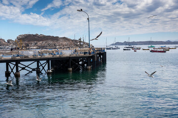 Gaviotas en vuelo en muelle de Pichidangui