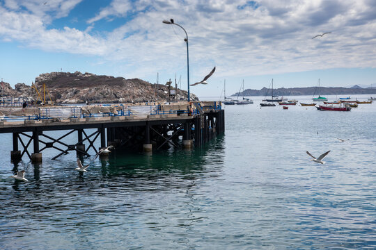 Gaviotas en vuelo en muelle de Pichidangui