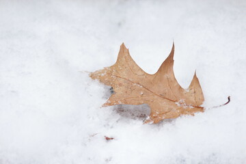 leaf in snow