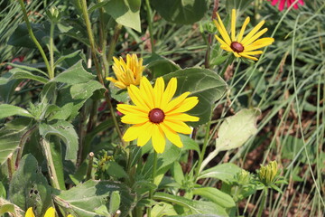 yellow flower in the garden
