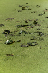  green frog sitting on plant leaf in lake pond nature lillies 