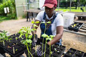Black Female farmer planting seedlings in greenhouse