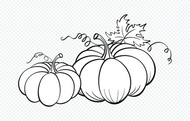 Hand drawn  pumpkins on paper background.vector illustration