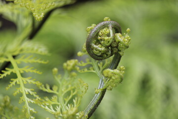 close up of a fern frond