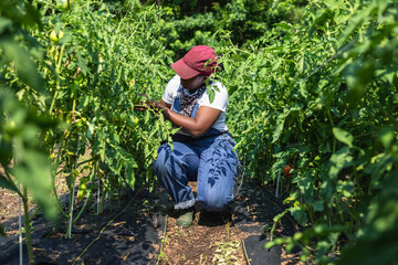 Female farmer inspecting plants in field