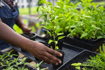 Close up of farmers hands arranging seedlings in pots