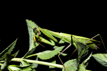 green mantis on black background