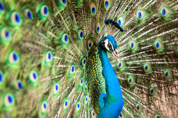 Fototapeta na wymiar Peacock with spread feathers. 