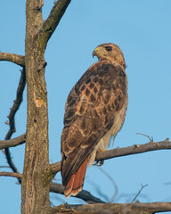Red tailed Hawk