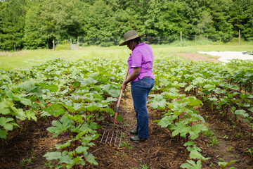 Female farmer raking soil between rows of vegetables growing in field