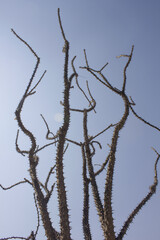 close up Kalopanax septemlobus branch with prickle.