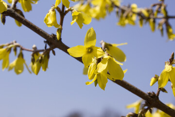 Forsythia(Golden bell flowers) in the spring .