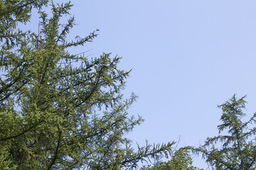  pine tree in the sky.