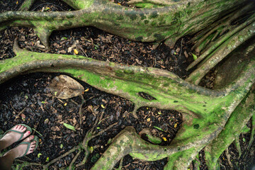 Obraz premium Tropical Jungle 