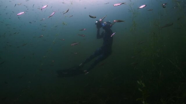 Underwater photographer. Woman swims underwater with professional camera housing in the freshwater lake and enjoys the underwater world around her full of weed and fish