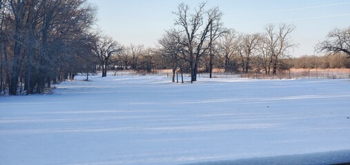trees in the snow