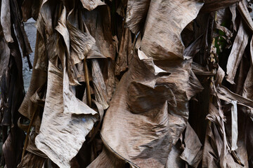 Dried banana leaves in the garden 