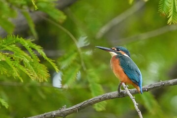 メタセコイヤの木陰でのんびりくつろぐカワセミ幼鳥メス