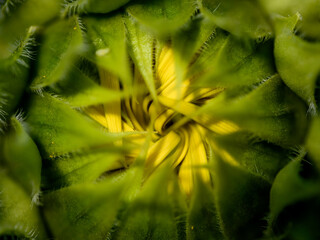 Macro shots of a Sunflower details 